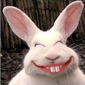 coelho branco sorrindo